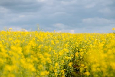 Güneşli bahar gününde parlak sarı kolza tohumu tarlası.