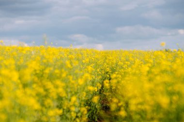 Güneşli bahar gününde parlak sarı kolza tohumu tarlası.