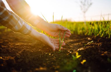 Yeni hasat. Toprakta yetişen yeşil buğday. Çiftçi analizi yeni tohumlama büyümesinin ilerlemesini inceliyor.