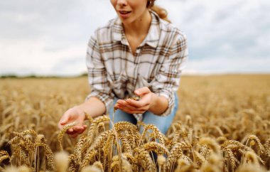 Kadın çiftçi tarladaki çivili buğdayların kalitesini kontrol ediyor. Kadın tarım işçisi mahsulün iyi durumda olduğundan emin olmak için buğday başaklarına dokunuyor. Tarım, iş, hasat