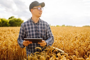 Büyüyen buğday tarlasında dikilirken dijital tablet kullanan çiftçi. Akıllı çiftlik.