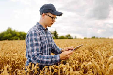 Büyüyen buğday tarlasında dikilirken dijital tablet kullanan çiftçi. Akıllı çiftlik.