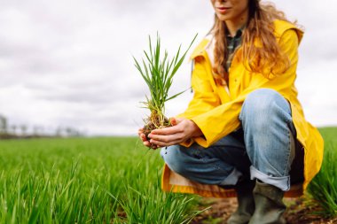 Elinde yeşil buğday filizleri tutan çiftçi kadın, büyümeyi kontrol ediyor. Çiftlik gelişimi ve bahçıvanlık kavramı.