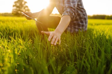 Yeşil buğday filizlerinin büyümesini kontrol ediyorum. Yeşil tarlada tabletli bir çiftçi. Modern dijital teknolojiler.