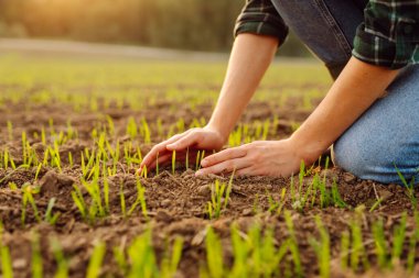 Çiftçi kadının eli tarladaki yeşil buğday yapraklarına dokundu. Bahçe ve ekoloji kavramı..