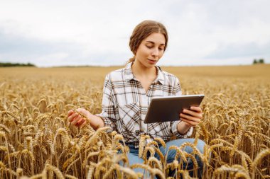 Tabletle altın buğday tarlasında bulunan genç bir kadın mahsulün büyümesini ve kalitesini kontrol ediyor. Tarım, bahçıvanlık, iş veya ekoloji kavramı.