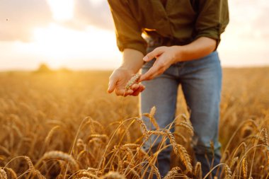 Kadın çiftçinin elinde olgunlaşmış altın buğday kulakları. Tarım ve hasat kavramı.