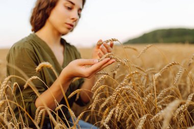 Kadın çiftçinin elinde olgunlaşmış altın buğday kulakları. Tarım ve hasat kavramı.