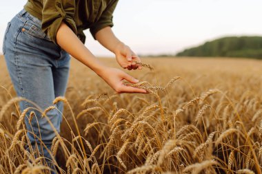 Kadın çiftçinin elinde olgunlaşmış altın buğday kulakları. Tarım ve hasat kavramı.