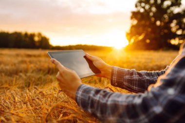 Tablet ile buğday tarlasında çalışan çiftçi. Akıllı tarım ve dijital tarım. Büyüme dinamikleri.