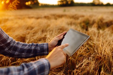 Tablet ile buğday tarlasında çalışan çiftçi. Akıllı tarım ve dijital tarım. Büyüme dinamikleri.