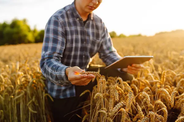 Young farmer in wheat field during harvest in summer with a tablet.  Checking the growth of the crop.  Agriculture, gardening, business or ecology concept.