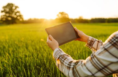 Akıllı tarım. Bir kadın tarımcı yeşil buğday tarlasında dijital tablet kullanarak mahsulün kalitesini kontrol ediyor.