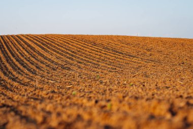 Kara toprağa yakın çekim. Kırsal alan. Tarım çiftliği.