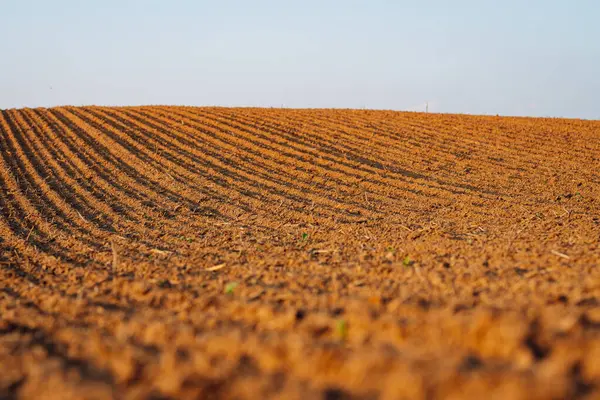Kara toprağa yakın çekim. Kırsal alan. Tarım çiftliği.