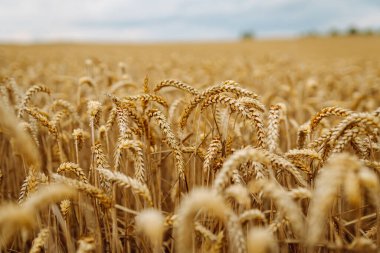 Buğday tarlası. Tarlada olgunlaşmış buğday kulakları.