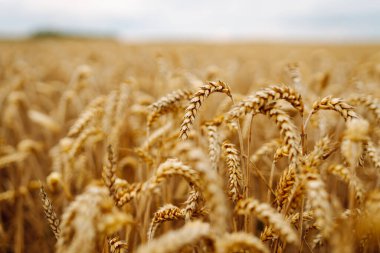 Buğday tarlası. Tarlada olgunlaşmış buğday kulakları.