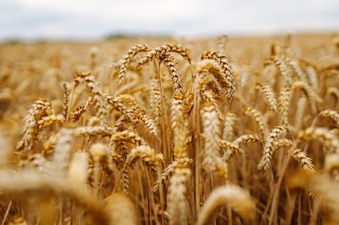 Buğday tarlası. Tarlada olgunlaşmış buğday kulakları.