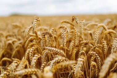 Buğday tarlası. Tarlada olgunlaşmış buğday kulakları.