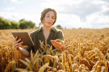 Genç bir çiftçinin elindeki dijital tablet. Modern dijital teknolojiler. Çiftlikteki tarımcı. İş Çiftliği.