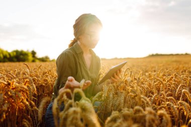 Genç bir çiftçinin elindeki dijital tablet. Modern dijital teknolojiler. Çiftlikteki tarımcı. İş Çiftliği.