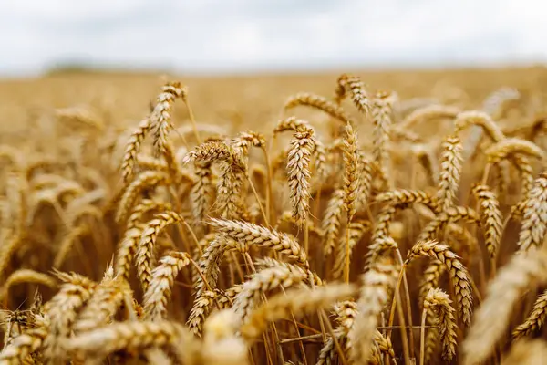 Buğday tarlası. Tarlada olgunlaşmış buğday kulakları.