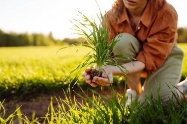 Çiftçi el tarladaki yeşil buğday yapraklarına dokunur. Doğal tarım kavramı, tarım, işçiler mahsullere dokunur ve filizleri kontrol eder..