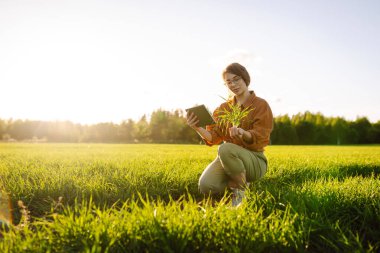 Çiftçi el tarladaki yeşil buğday yapraklarına dokunur. Doğal tarım kavramı, tarım, işçiler mahsullere dokunur ve filizleri kontrol eder..