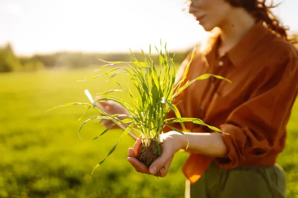 Farmer Hand Touches Green Leaves Young Wheat Field Concept Natural Fotografia De Stock