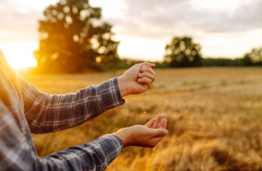 İnsan buğday tarlasının arka planına elden ele buğday döker. Getiriyorum. Tarım işi..