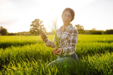 Çiftçi kadın tarlada çalışıyor, hasatı denetliyor, genç buğday filizleri yetiştiriyor. Büyüyen ekinler, yeşil filizler.