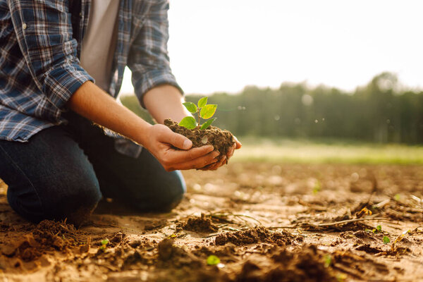 Горстка почвы с небольшим зеленым растением, крупным планом. Фермер проверяет состояние почвы. Новая жизнь молодого зеленого растения. Органическое садоводство, сельское хозяйство.
