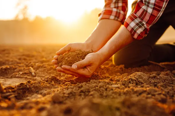 Expert Hand Farmer Checking Soil Health Growth Seed Vegetable Plant Foto Stock