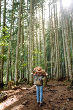 Sırt çantalı genç bir gezgin uzun kozalaklı ağaçlarla ormanda duruyor, doğanın tadını çıkarıyor. Hafta sonu, turizm. 