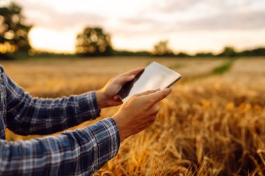 Tablet ile buğday tarlasında çalışan çiftçi. Modern teknoloji uygulaması tarımsal büyüme faaliyetlerinde. Büyüme dinamikleri.