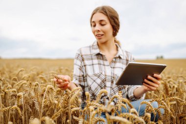 Yazın hasat sırasında buğday tarlasında genç bir çiftçi kadın tabletle. Büyüme dinamikleri. Tarım, bahçıvanlık, iş veya ekoloji kavramı.