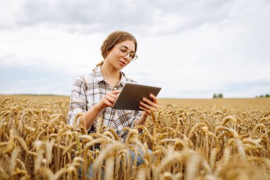 Yazın hasat sırasında buğday tarlasında genç bir çiftçi kadın tabletle. Büyüme dinamikleri. Tarım, bahçıvanlık, iş veya ekoloji kavramı.