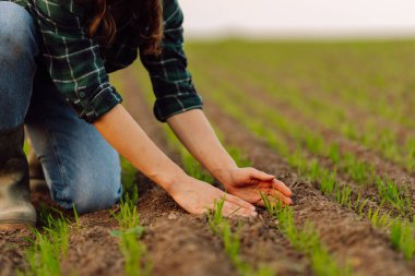 Bir çiftçinin ellerinde taze fidanlar. Tarım, organik bahçe, ekme ya da ekoloji konsepti. Çevresel, Toprak Günü