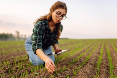 Yeşil buğday tarlasında elinde tabletle bir kadın çiftçi. Tarlada organik yeşil buğday. Tarım sektörü kavramı.