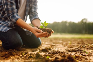 Genç yeşil fidanlar bir çiftçinin ellerinde. Tarım, organik bahçe, ekme ya da ekoloji konsepti.