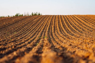 Kara toprağa yakın çekim. Tarım, ekmeden önce toprak. Bereketli arazi dokusu, kırsal arazi manzarası.