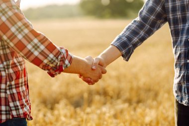 Gün batımında buğday tarlasının arka planında iki çiftçiyle tokalaş. Tarım sektörü kavramı.