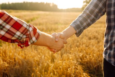 Gün batımında buğday tarlasının arka planında iki çiftçiyle tokalaş. Tarım sektörü kavramı.