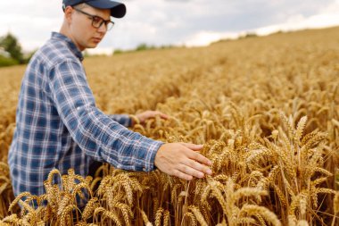 Yazın hasat sırasında buğday tarlasında genç çiftçi tabletle. Büyüme dinamikleri. Hasat. Tarım işi. Bahçe konsepti. 