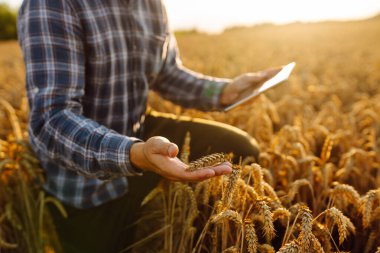 Yazın hasat sırasında buğday tarlasında genç çiftçi tabletle. Büyüme dinamikleri. Hasat. Tarım işi. Bahçe konsepti. 