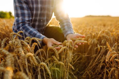 Yazın hasat sırasında buğday tarlasında genç çiftçi tabletle. Büyüme dinamikleri. Hasat. Tarım işi. Bahçe konsepti. 