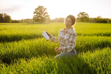 Çiftçi kadın tarlada çalışıyor, hasatı denetliyor, buğday filizleri yetiştiriyor. Tarımda ekinler, yeşil filizler. Tarım işi..