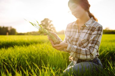 Çiftçi kadın tarlada çalışıyor, hasatı denetliyor, buğday filizleri yetiştiriyor. Tarımda ekinler, yeşil filizler. Tarım işi..