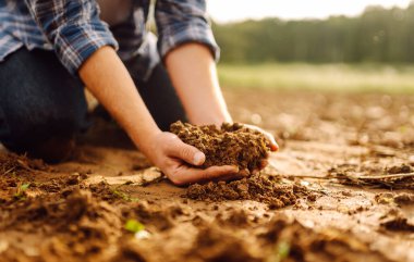 Erkek eller büyümeden önce toprak sağlığını kontrol eder. Bir bitki tohumu veya bitki tohumu. İş ya da ekoloji kavramı.
