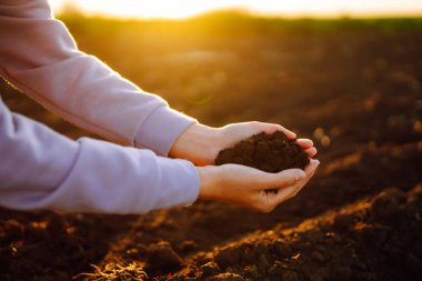Kadınların elleri tarladaki kara toprakları ayırıyor. Bir kadın çiftçi toprağın kalitesini kontrol eder. Ekoloji, tarım kavramı. Doğa sağlıklı yiyecekler.